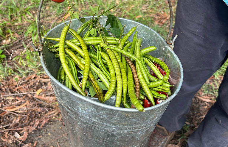 Volunteers take on bush care at Grassy Head