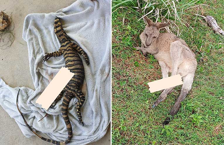 TfNSW launches ‘Animals on Country Roads’ campaign