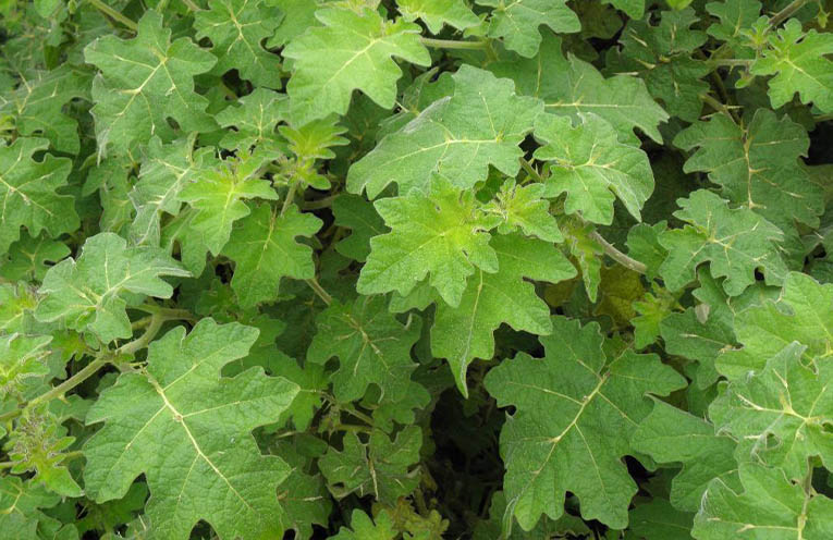 NSW Gov funds $10m for weed control and eradication