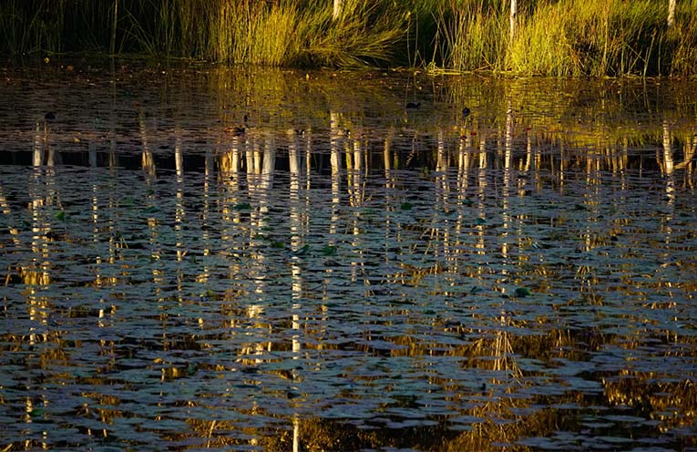 Citizen science arts exhibition celebrates the reclaimed wetlands of Yuurrun.ga