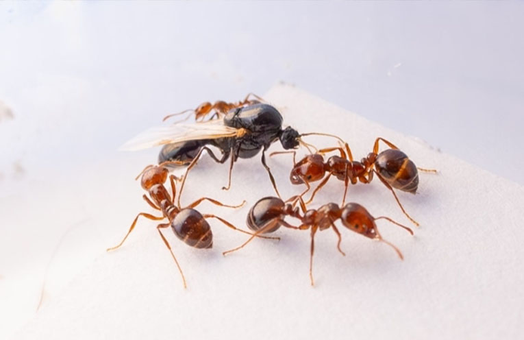 Fire ants discovered in Tweed Heads