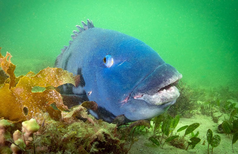 EXPLAINER – The Eastern Blue Groper: A NSW coastal icon