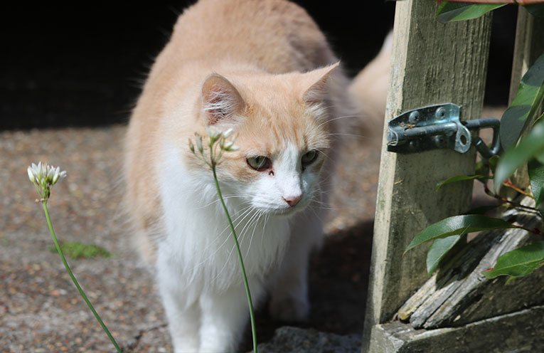 Greens to introduce cat containment laws in NSW