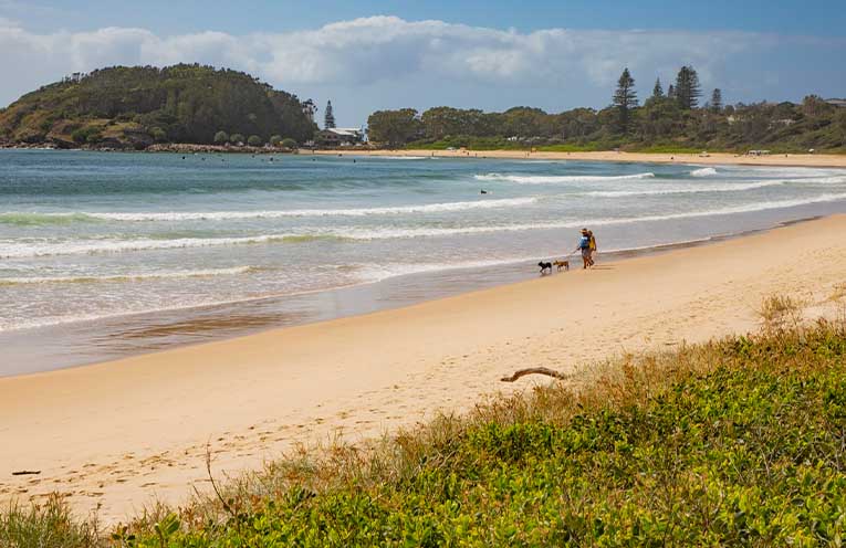 Reflections responds to Scotts Head Reserve concerns with regeneration action