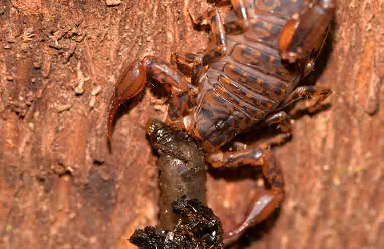 Cercophonius squama, the Forest Scorpion, seen in Woolgoolga rainforest.