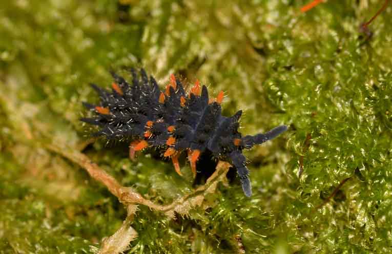 An unknown species of Dragon Springtail (Acanthanura sp) from Dorrigo rainforest.