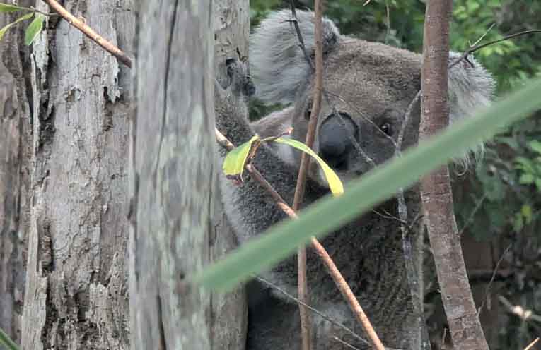 Reform urged as native animals face deadly spring