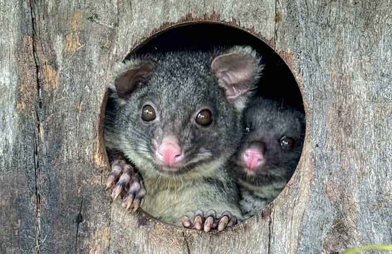 Local wildlife in crisis as WIRES callouts surge