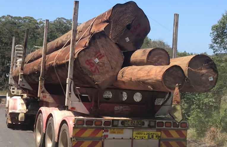 Forestry losses criticised after release of annual report