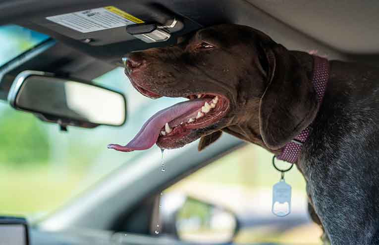 Government flags tougher penalties for animal cruelty including jail time for leaving dogs in hot cars