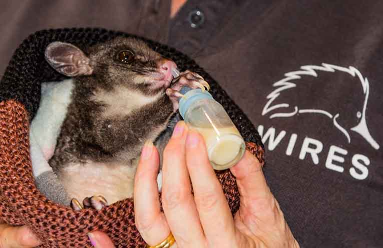 Quiet heroes: volunteers wanted for new WIRES shelter in Coffs Harbour