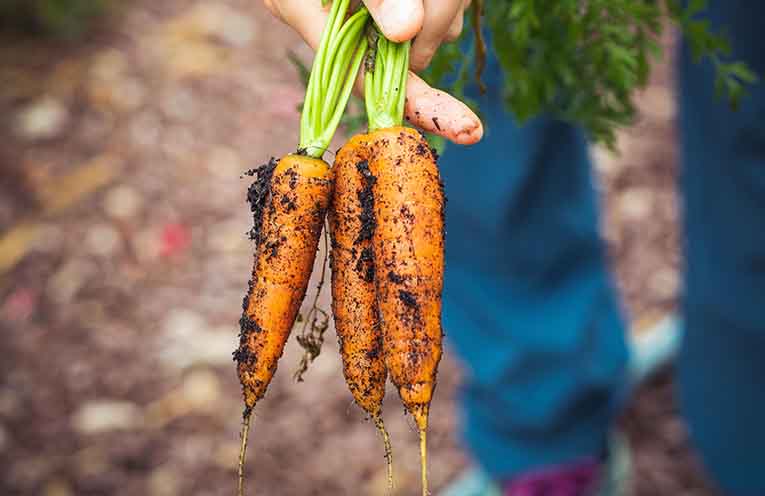 Unskilled workers critical to ensuring agriculture sustainability