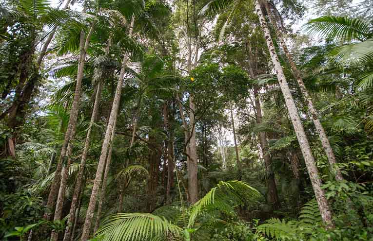Forestry organisations promote sustainable management in new report