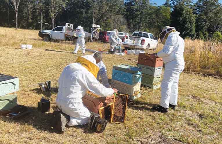 Varroa mite showing resistance to chemical treatments