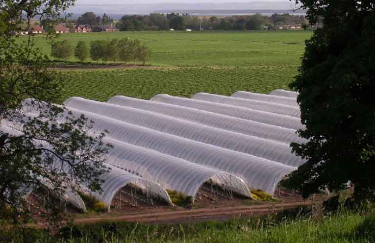 Council votes to not appeal polytunnels decision