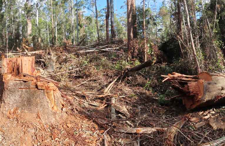 Forestry Corporation fined $450,000 for latest breach