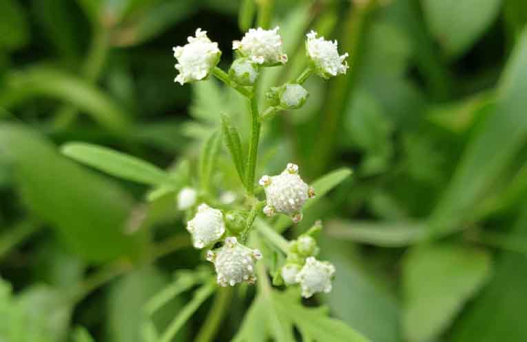 Weed action program gets an update