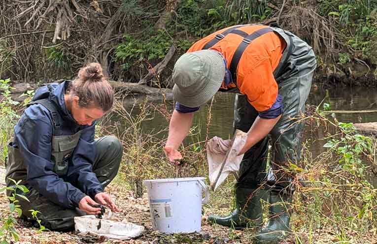 North Coast Local Land Services Officer Allira Jackman and Nambucca Valley Council Environmental Project Officer Keegan Noble looking for water bugs found in the Nambucca River at Goldie’s Park, Bowraville. Photo: NVC.