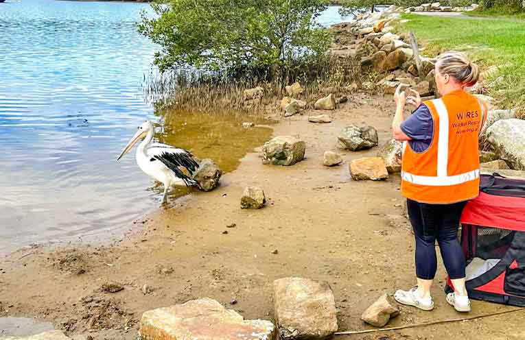 Pelican rescue highlights urgent need for more WIRES volunteers