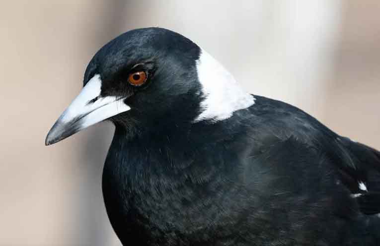 Magpies ‘swoop’ into top spot in national bird count