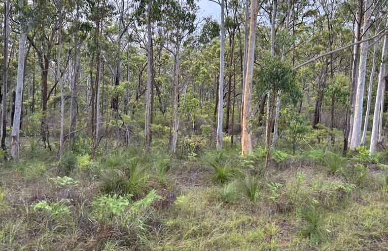 Forestry industry queries GKNP rationale