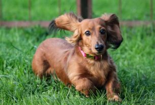 Sausage dog festival at Scotts Head