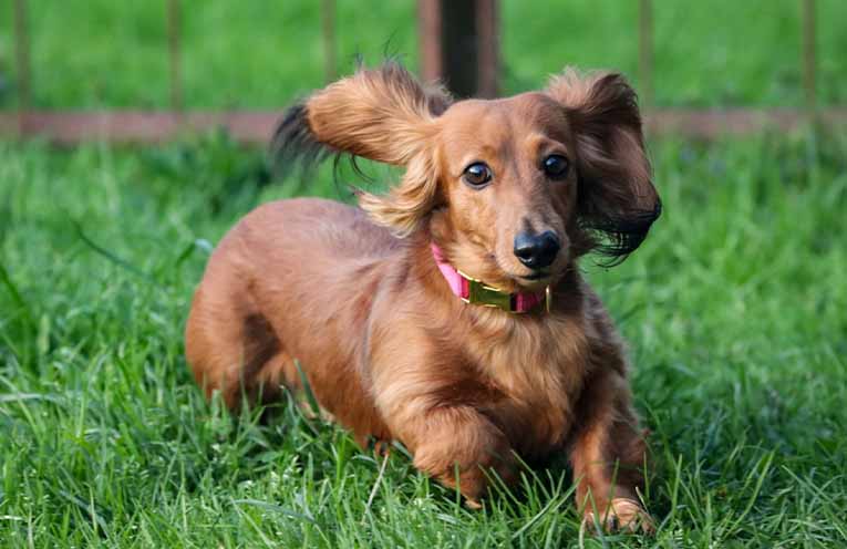 Sausage dog festival at Scotts Head
