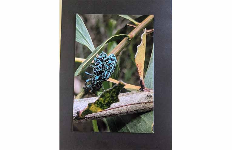 The winning photo, ‘Weevil Garden Visitors’. Photo: supplied