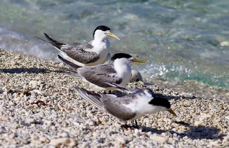Seven bird flu cases in native species
