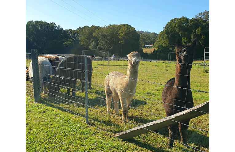 Inquisitive alpacas at Bowra Creek Farm roadside stall. Photo: Sharon Jane.