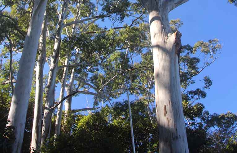 Helping hands restore native habitat at Gogley’s Lagoon