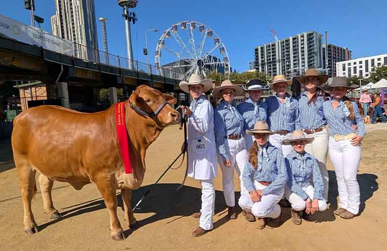 Brefnni Quinn ( Droughtmaster Heifer) - Lily Kennedy Leading. Left- Right and Top-Bottom - Lailana Heather, Kyron Trisley-Lindsay, Amarli Whit, Bella Lindsay, Jaz Gwilliam, Amy Edge, Heloise Lair.