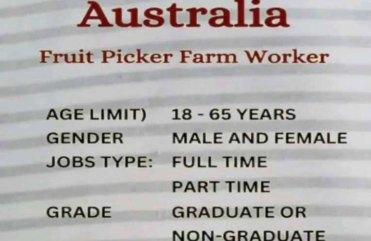 NSW Anti-slavery Commissioner details systemic exploitation of vulnerable berry pickers in Nambucca Valley and Coffs Harbour