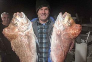 STINKER: Secret of snapper bumps on the head