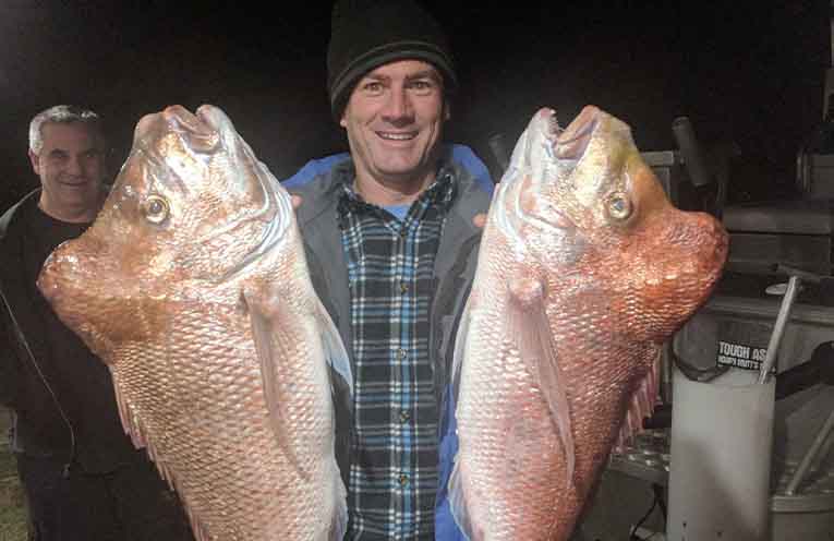 STINKER: Secret of snapper bumps on the head