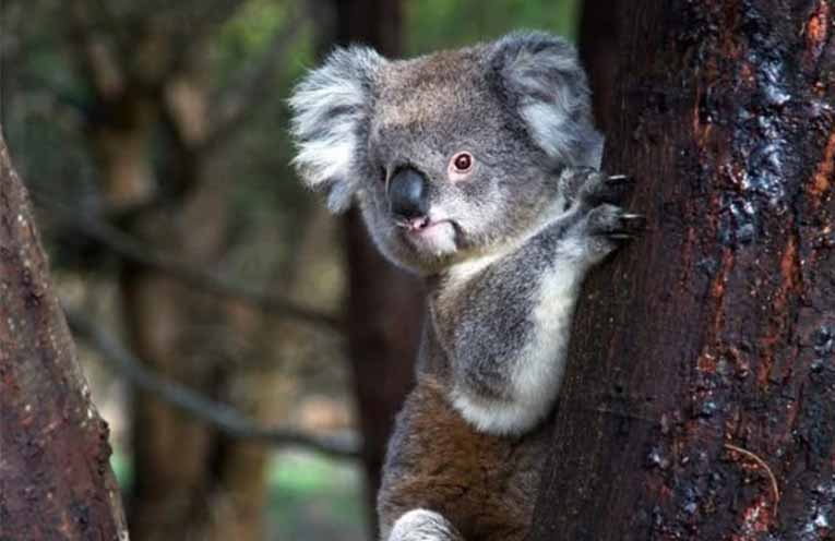 Thirteenth annual koala survey seeks volunteers