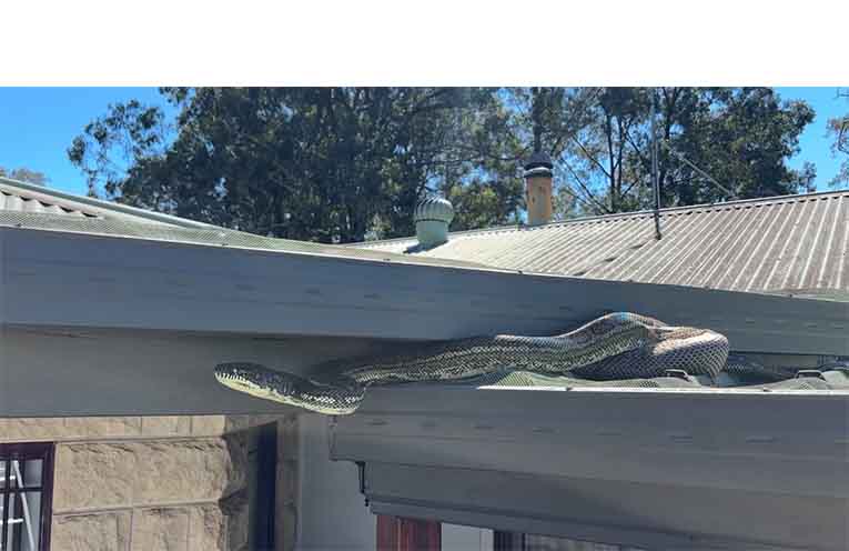 Almost four meters long, this carpet python is shedding its skin.
