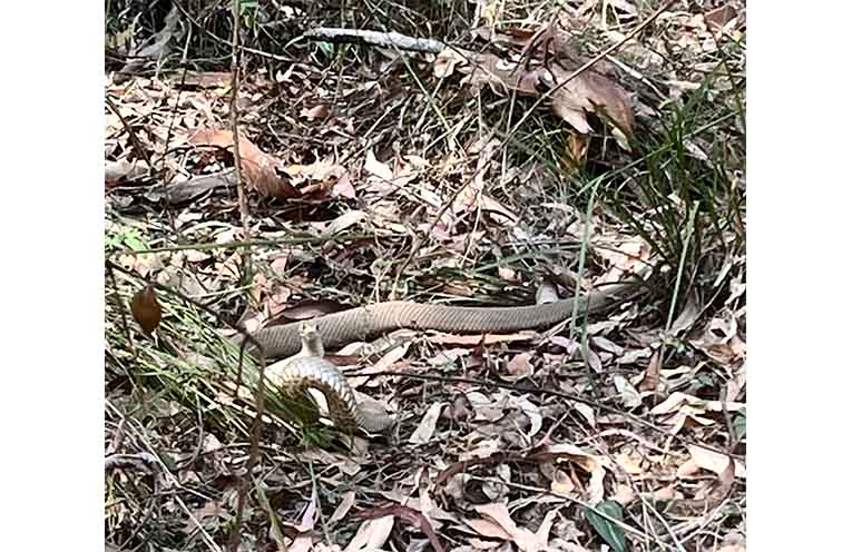 An Eastern Brown snake observed in Bagawa State Forest.