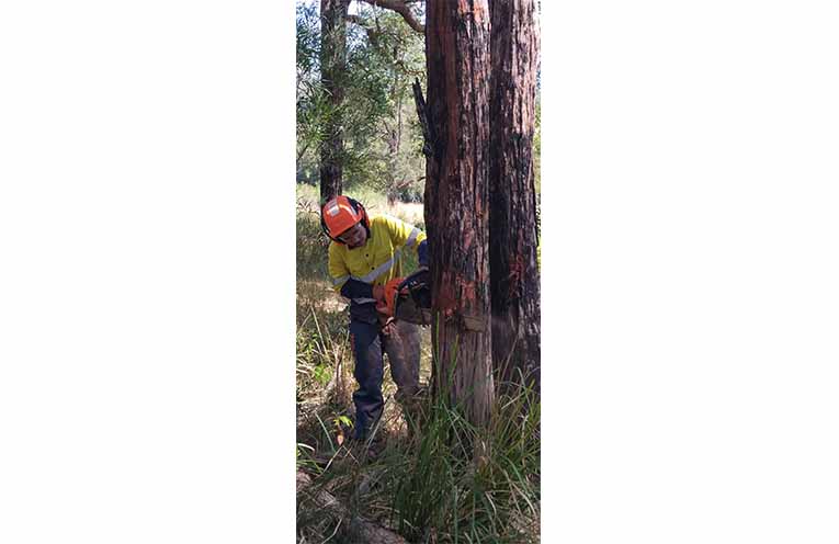 The program’s participants learn to fell trees. Photo: Waarugirr Indigenous Corporation.
