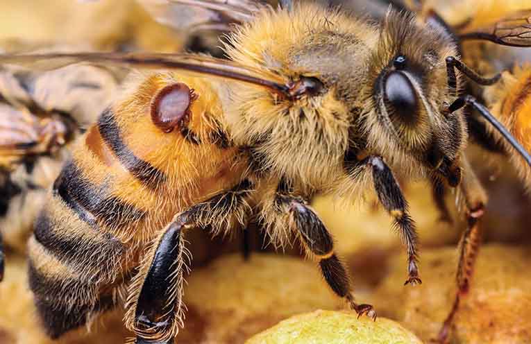 Researchers say a ‘friendly fungi’ may protect Australia’s vital honeybees