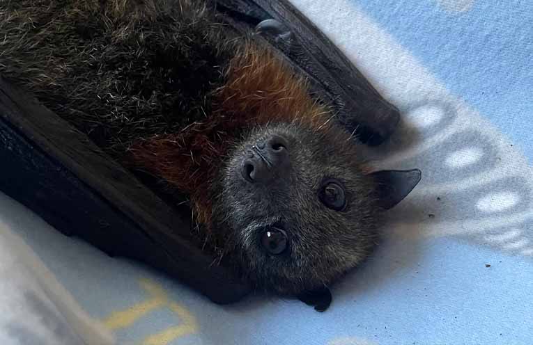Starving, thirsty flying foxes are dying in droves