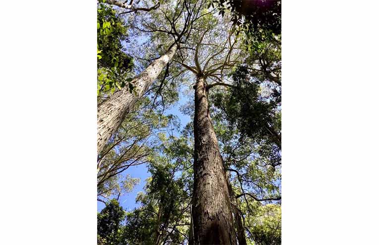 NEWS_Tip extension_LG_PY2
