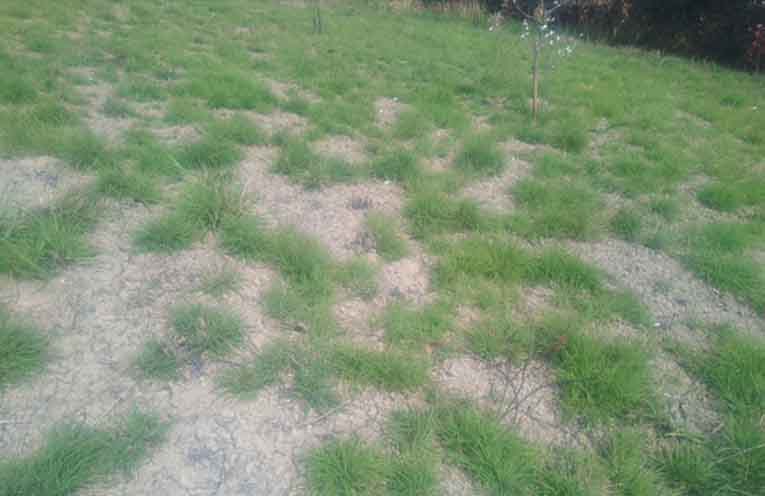 Kangaroo grass rebounds on Nambucca Head’s Lions Lookout Headland